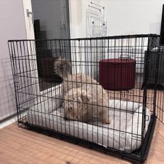 Dog Cage