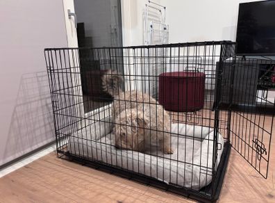 Dog Cage