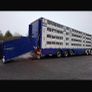 Pezzaioli Livestock trailer Image 4