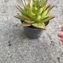 plant Image 2