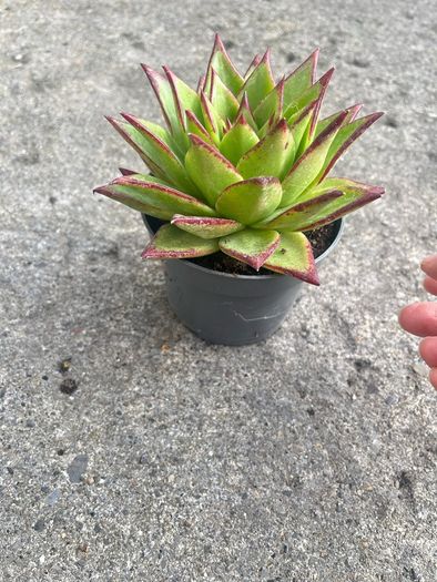 plant
