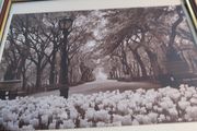 Photographed Framed Picture Of Center Park Ny.