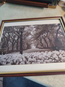 Photographed Framed Picture Of Center Park Ny.