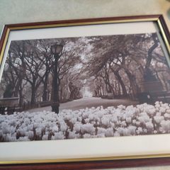 Photographed Framed Picture Of Center Park Ny.