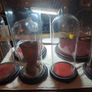 Vintage Glass Domes,Taxidermy or Interior Design. Image 5