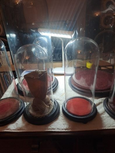 Vintage Glass Domes,Taxidermy or Interior Design.