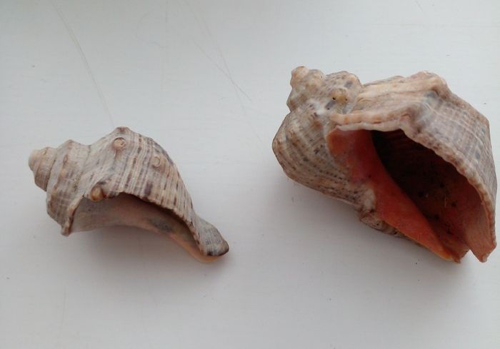 2 seashells for fish tank