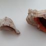 2 seashells for fish tank Image 2
