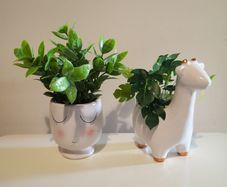 Plants with Pots