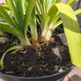 Agapanthus plant Image 2