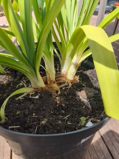 Agapanthus plant