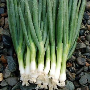 (O) Bunching Onion Parade seeds 1g (122462)