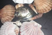 Seashells