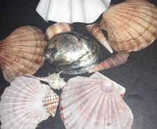 Seashells
