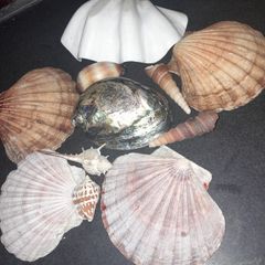 Seashells