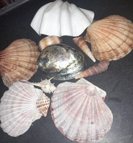 Seashells