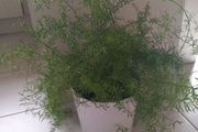 Sprenger's asparagus fern (Asparagus densiflorus 'Sprengeri')