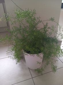 Sprenger's asparagus fern (Asparagus densiflorus 'Sprengeri')