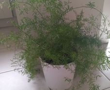 Sprenger's asparagus fern (Asparagus densiflorus 'Sprengeri')