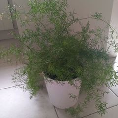 Sprenger's asparagus fern (Asparagus densiflorus 'Sprengeri')