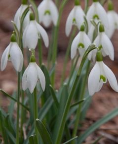 Snowdrop bulbs