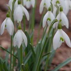 Snowdrop bulbs