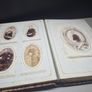 Antique Victorian / Edwardian Photo Album with Original Photographs Image 7