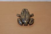 Antique solid brass frog, ashtray or earring holder