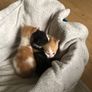 1 month old kittens Image 6