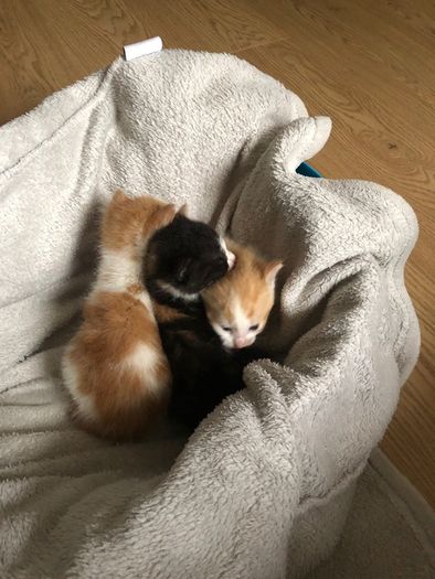 1 month old kittens