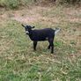 Purebred Female Pygmy Kid Image 3