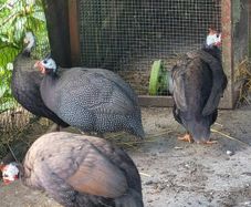guinea fowl x 2 pairs