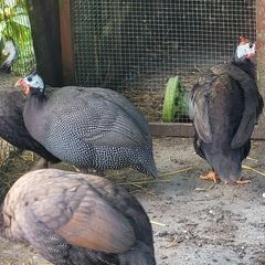 guinea fowl x 2 pairs