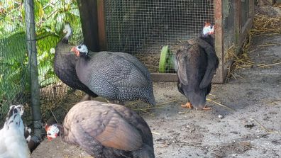guinea fowl x 2 pairs