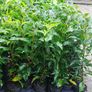 Portuguese Laurel Image 7