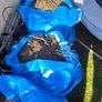 Topsoil - Available for free Image 4
