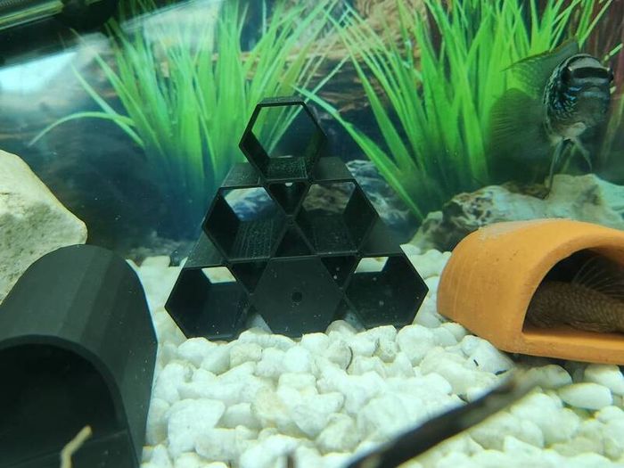Pleco Caves