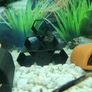 Pleco Caves Image 8