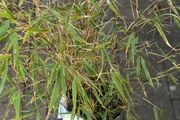 Clumping bamboo plant
