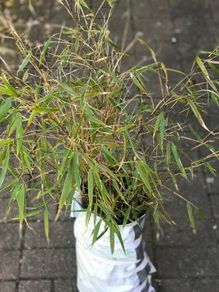 Clumping bamboo plant
