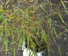 Clumping bamboo plant