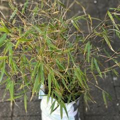 Clumping bamboo plant