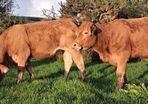 Pedigree Registered Limousin Heifers