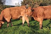 Pedigree Registered Limousin Heifers
