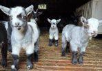 FEMALE Purebred Pygmy goat