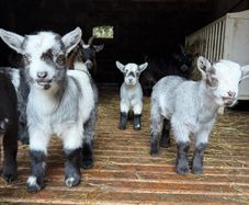 FEMALE Purebred Pygmy goat