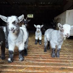 FEMALE Purebred Pygmy goat