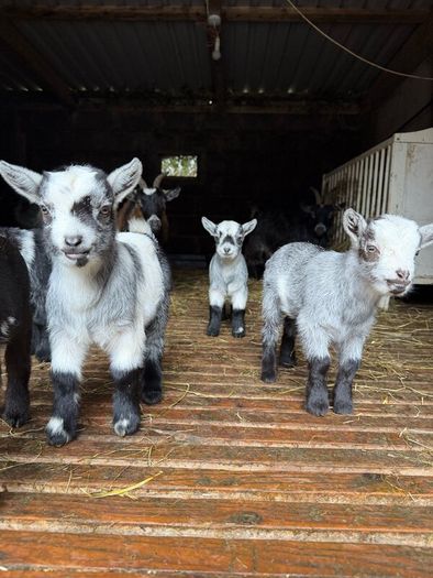 FEMALE Purebred Pygmy goat