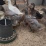 Ducks and American Brahamas chicks Image 7