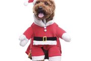Dog Costume